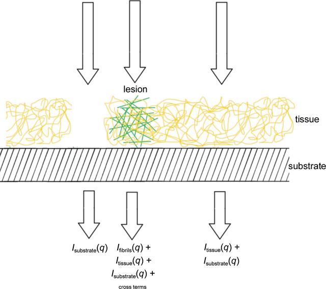 Small-angle X-ray microdiffraction from fibrils embedded in tissue thin sections
