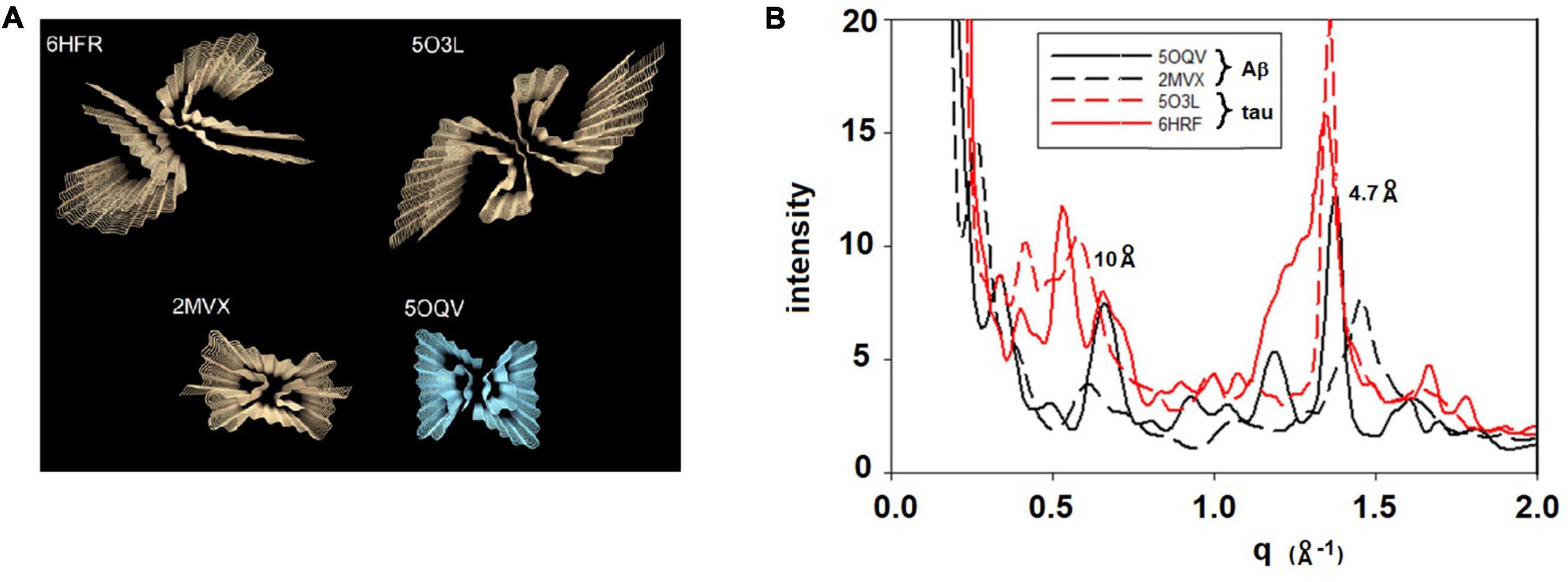 Mapping the Spatial Distribution of Fibrillar Polymorphs in Human Brain Tissue