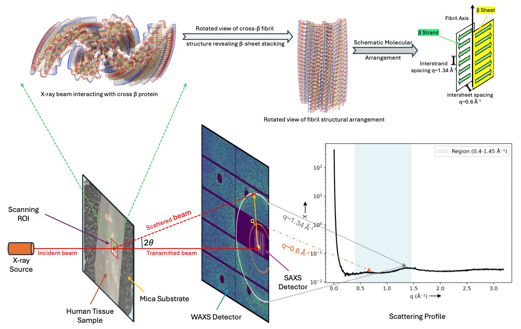 A Multicollinearity-Aware Signal-Processing Framework for Cross-β Identification via X-ray Scattering of Alzheimer's Tissue